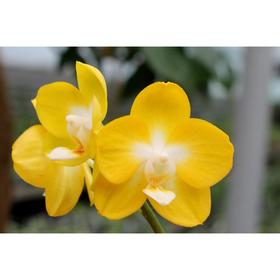 

Фаленопсис Sogo Shito 2,5