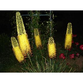 

Ширяш (eremurus) Бунгеи р-р I, 1 шт