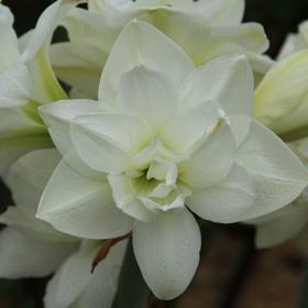 

Амариллис Акико р-р 24/26, 1 шт