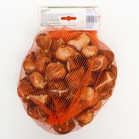 

Тюльпан "Танго" 45см, р/р 11/12, 50 шт.