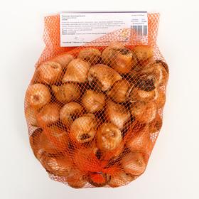 

Тюльпан "Холланд Бьюти" 45см, р/р 11/12, 50 шт.