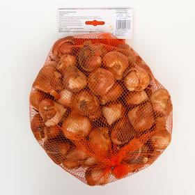 

Тюльпан "Юниверсум" 60см, р/р 11/12, 50 шт.