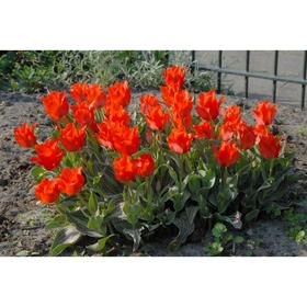 

Тюльпан "Дабл Ред Ридинг Худ" 20см, р/р 11/12, 50 шт.