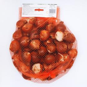 

Тюльпан "Корона" 18см, р/р 11/12, 50 шт.