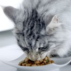 Влажный корм Purinа One для кошек, говядина/морковь, 75 г - Фото 9
