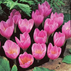 

Крокус "Зонатус", 10-15см, р/р 8/9, 100 шт.