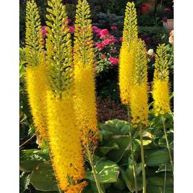 

Ширяш (eremurus) "Бунгеи", 90, р/р I, 10 шт.