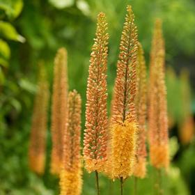 

Ширяш (eremurus) "Клеопатра", 140, р/р I, 10 шт.