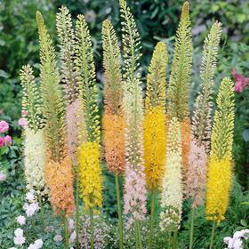 

Ширяш (eremurus) "Шелфорд смесь", 125, р/р I, 10 шт.
