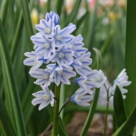 

Пушкиния "Ливанская", 44484, р/р 6/+, 150 шт.