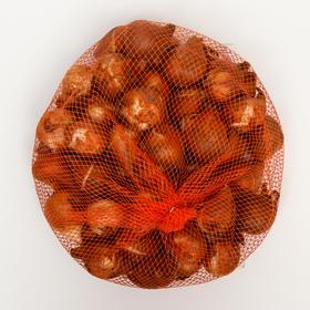 

Тюльпан "Холланд Бейби" 50см, р/р 11/12, 50 шт.