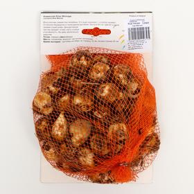 

Камассия "Блю Мелоди" 50-60, р/р 6/+, 50 шт.