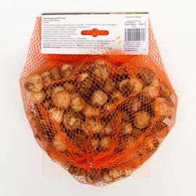 

Хионодокса "Розеа" 20-25, р/р 5/+, 100 шт.