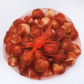 

Тюльпан "Фринджет Солтице" 45см, р/р 11/12, 50 шт.