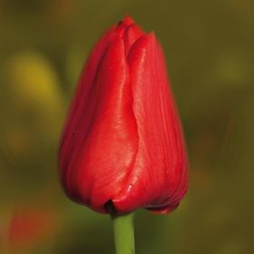 

Тюльпан "Авеню" 45см, р/р 11/12, 50 шт.