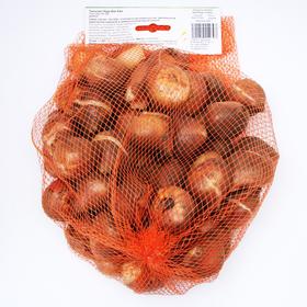 

Тюльпан "Леди Ван Ейк" 60см, р/р 11/12, 50 шт.