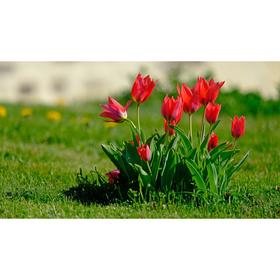 

Тюльпан "Фостери Кинг" 60см, р/р 11/12, 50 шт.