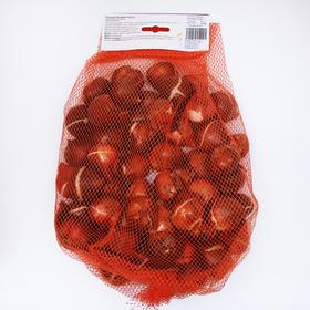 

Тюльпан "Флэминг Кокетт" 55см, р/р 11/12, 50 шт.