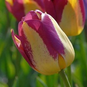 

Тюльпан "Бостон" 45см, р/р 11/12, 50 шт.