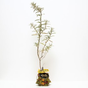 

Облепиха Чуйская Р9, 1 шт , Высота от 5 см , Осень 2022