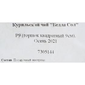 

Курильский чай Белла Сол Р9, 1 шт , Высота от 5 см , Осень 2022