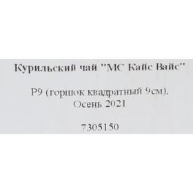 

Курильский чай "МС Кайс Вайс " Р9 (горшок квадратный 9см), Осень 2021