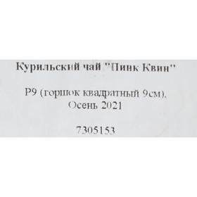 

Курильский чай Пинк Квин Р9, 1 шт , Высота от 5 см , Осень 2022