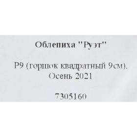 

Облепиха "Руэт" Р9 (горшок квадратный 9см), Осень 2021