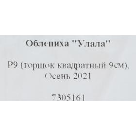 

Облепиха "Улала" Р9 (горшок квадратный 9см), Осень 2021