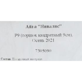 

Айва Нивалис Р9, 1 шт , Высота от 5 см , Осень 2022