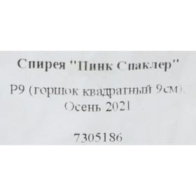 

Спирея "Пинк Спаклер" Р9 (горшок квадратный 9см), Осень 2021