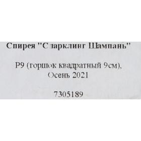 

Спирея "Спарклинг Шампань" Р9 (горшок квадратный 9см), Осень 2021