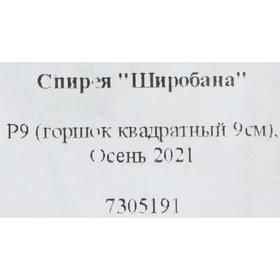 

Спирея "Широбана" Р9 (горшок квадратный 9см), Осень 2021