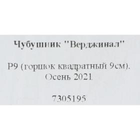 

Чубушник "Верджинал" Р9 (горшок квадратный 9см), Осень 2021