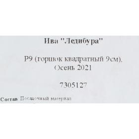 

Ива "Ледибура" Р9 (горшок квадратный 9см), Осень 2021