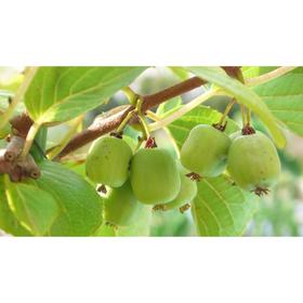 

Актинидия, С3 (горшок 3л.), 10-20 см высота, Осень 2021