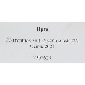 

Ирга, С3 (горшок 3л.), 20-40 см высота, Осень 2021