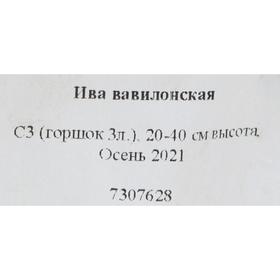 

Ива вавилонская, С3 (горшок 3л.), 20-40 см высота, Осень 2021