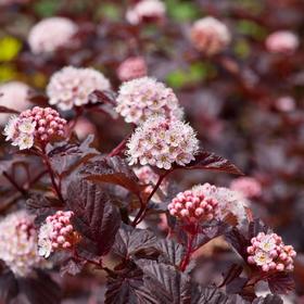 

Пузыреплодник калинолистный, С5 (горшок 5л.), 20-40 см высота, Осень 2021