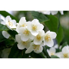 

Чубушник, С3 (горшок 3л.), 40-60 см высота, Осень 2021