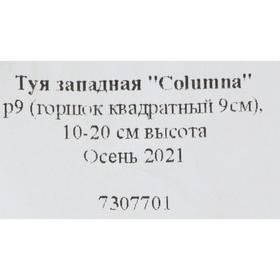 

Туя западная "Columna", р9 (горшок квадратный 9см), 10-20 см высота, Осень 2021