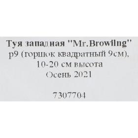 

Туя западная "Mr.Browilng", р9 (горшок квадратный 9см), 10-20 см высота, Осень 2021