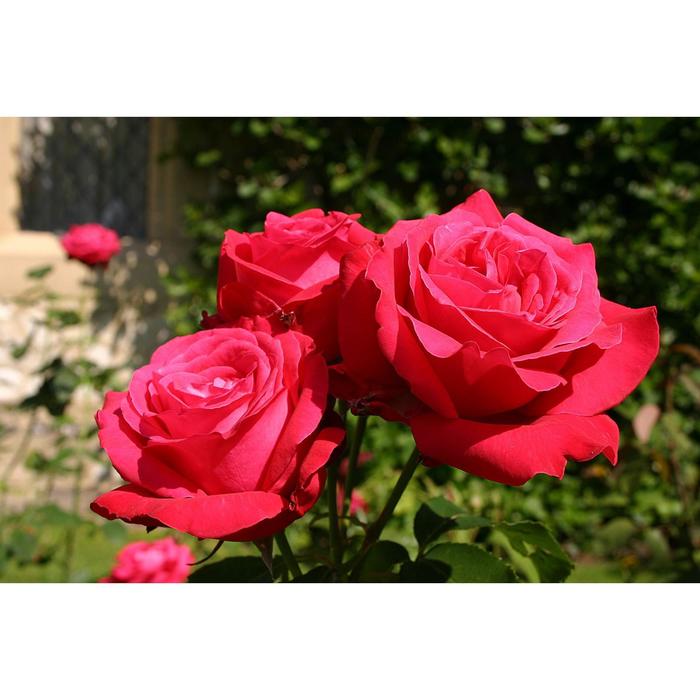 Саженец розы "Алекс Ред ", 1 шт, туба, Весна 2023