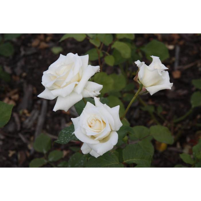 Саженец розы "Элоджиан ", 1 шт, туба, Весна 2023