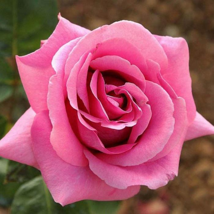 Саженец розы "Эминенс ", 1 шт, туба, Весна 2023
