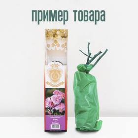 

Саженец розы "Самба" 1 шт Весна 2022
