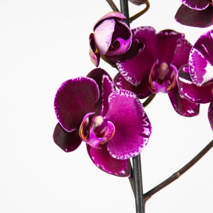 Орхидея Фаленопсис Devotion, без цветка (детка), горшок 2,5 дюйма