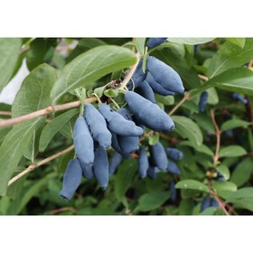 

Жимолость Земляничная ОКС, 1 шт , Высота от 5 см , Осень 2022