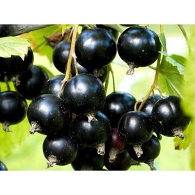 

Смородина черная Сокровище ОКС, 1 шт , Высота от 5 см , Осень 2022