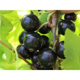 

Смородина черная "Ядреная" ОКС (открытый корень) 1 шт, Осень 2021